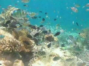 出海小视频,探索全球视野下的短视频新潮流