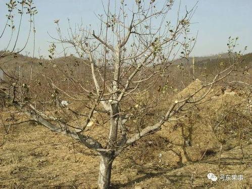 短枝苹果树修剪视频,视频教程深度解读
