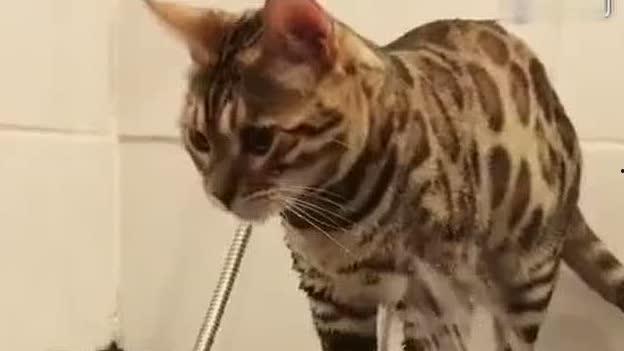 猫咪洗澡视频,萌宠洗浴瞬间
