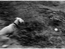 大荔细狗撵兔视频2016,2016年大荔细狗撵兔精彩瞬间回顾