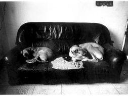 大荔细狗撵兔视频2016,2016年大荔细狗撵兔精彩瞬间回顾