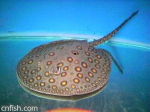 大型鱼混养视频,视频揭秘高效养殖之道