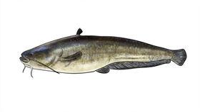 大型鱼混养视频,视频揭秘高效养殖之道