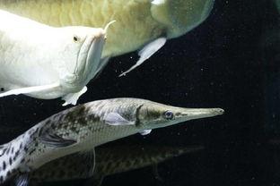 大型鱼混养视频,视频揭秘高效养殖之道