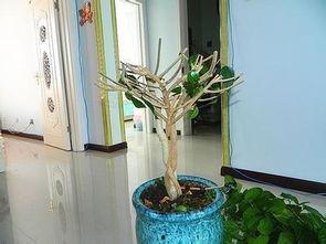 扶桑花怎样剪枝视频