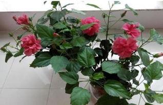 扶桑花怎样剪枝视频