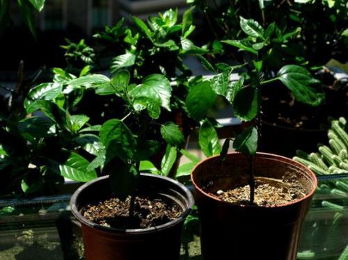 扶桑花怎样剪枝视频